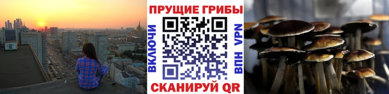 Псилоцибиновые грибы Psilocybe Чегем